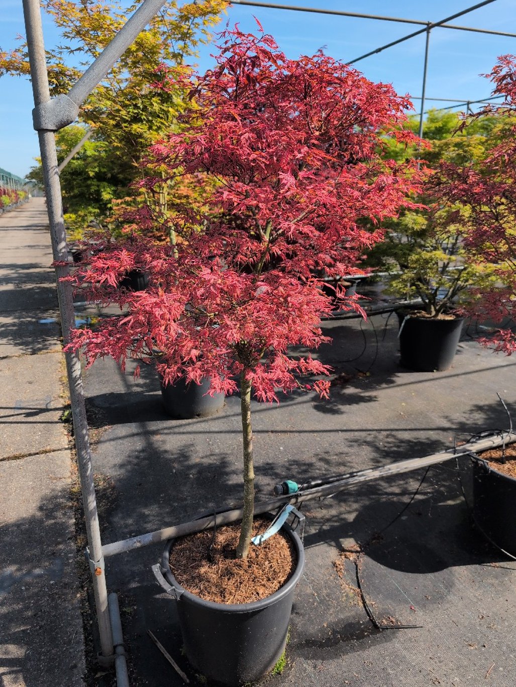 Acer shirasawanum - 80 CM Stem C30